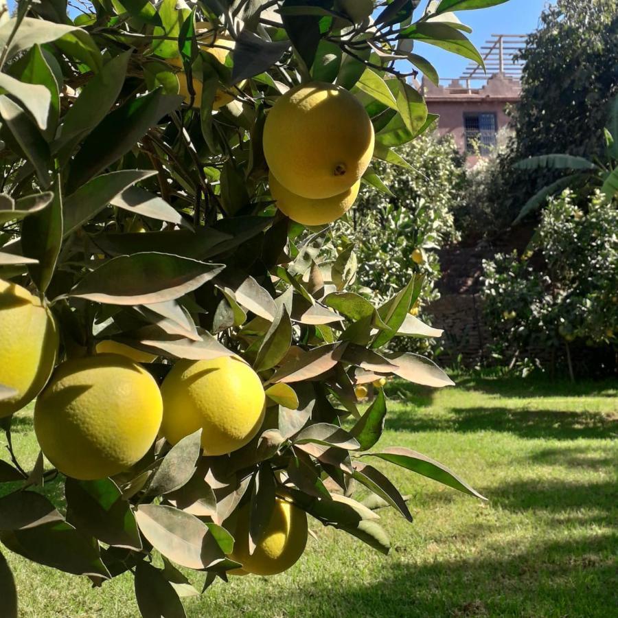 Ourika Timalizene Le Jardin Des Delices Ξενοδοχείο Tamezindert Εξωτερικό φωτογραφία